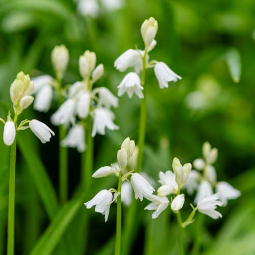 Bluebell 'White' (Hyacinthoides Non-scripta Alba) – Hardy White English Bluebell Bulbs for Woodland & Shade Gardens, Naturalising Perennial Flowers, Pollinator Friendly, 20 Bulbs, by T&M
