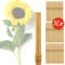 bellissa - Bambusstäbe 90cm 50er Set Rankhilfe Bambusstangen - Pflanzenstütze aus natürlichem Bambusholz für Rankpflanzen - Pflanzstäbe aus Holz widerstandsfähig & nachhaltig für Garten & Balkon