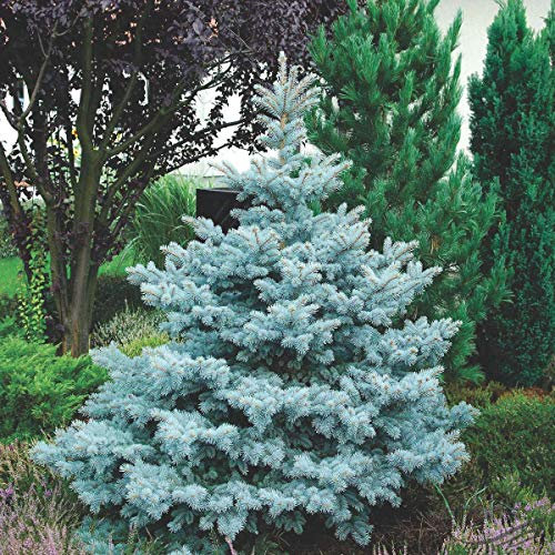 Abete Blu Argentato, Albero Picea Pungens Kosteriana Hoopsii, Pianta in Vaso, Pianta Vera h. 100/120 cm in Mastello, Vivaio di Castelletto