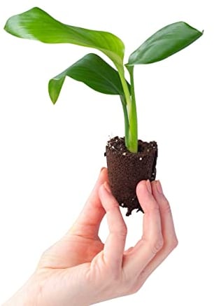 PLNTS - Baby Strelitzia Nicolai - Zimmerpflanze - Paradiesvogelblume - Echte Pflanzen für Drinnen - Strelitzie Pflanze - 4cm Stecklinge - Höhe 15cm