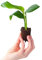 PLNTS - Baby Strelitzia Nicolai - Zimmerpflanze - Paradiesvogelblume - Echte Pflanzen für Drinnen - Strelitzie Pflanze - 4cm Stecklinge - Höhe 15cm