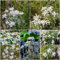 200 pcs edelweiss samen - winterharte kübelpflanzen gartenblumen Leontopodium alpinum,Alpen-Edelweiß kräutergarten geschenk wiesensaatgut gartensamen pflanzensamen winterfeste pflanzen