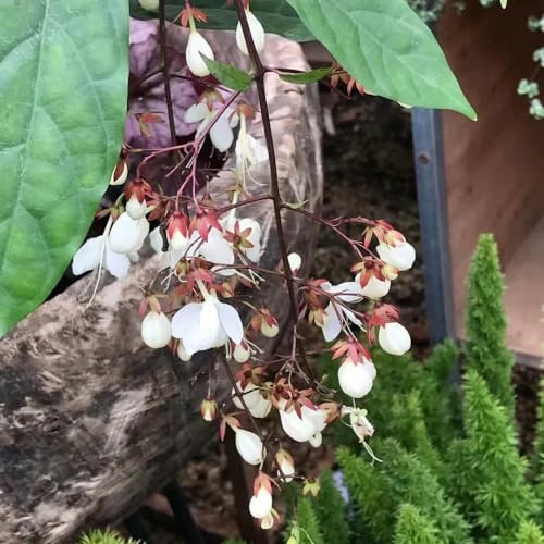 Clerodendrum wallichii - jazmín - jardín 1planta