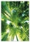 PICSonPAPER Poster Green Bamboo, ungerahmt 40 cm x 50 cm, Dekoration, Kunstdruck, Wandbild, Fineartprint (Bambus, 40 cm x 50 cm)