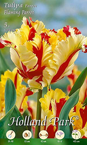 Holland Park 227925 Tulpe Parrot Flaming Parrot (5 Stück) (Tulpenzwiebeln)