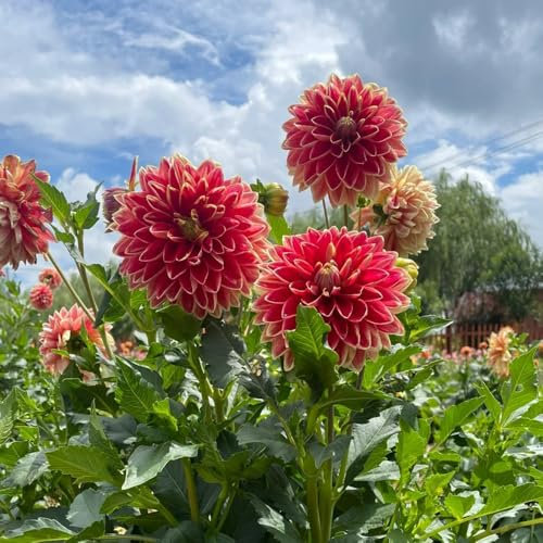 tuberi di dalia resistenti - fiori da balcone bulbi di dalia fiore primaverili da balcone rialzati precoci 4pcs