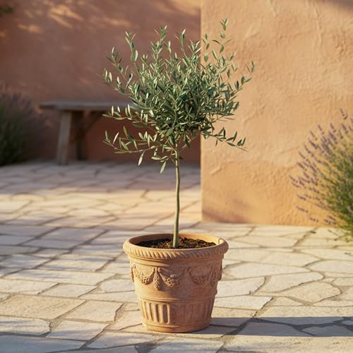 GardenersDream Olivo Olea Europaea - Pianta da giardino sempreverde viva in vaso - Pianta da esterno mediterranea a bassa manutenzione - Ideale per bordure e vasi (30-40 cm incluso vaso da 14 cm)