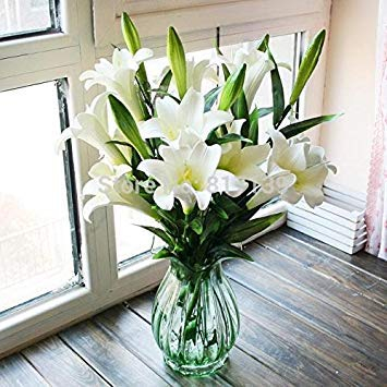 Fash Lady Hausgarten-anlage 5 Samen Echte Lilie Lilium longiflorum Schneiden Blumensamen