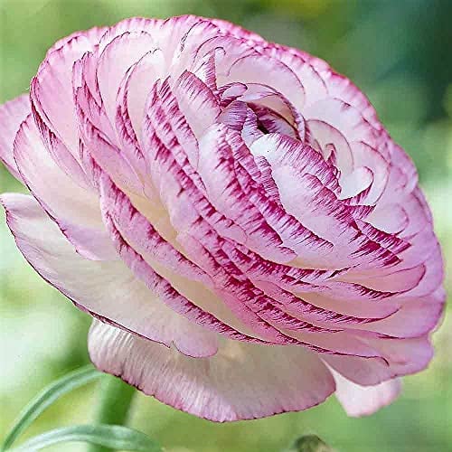 Ranunculus Picotee Pink Flower Corms/Bulbs. Beautiful Hardy Colourful Flowers. (10)