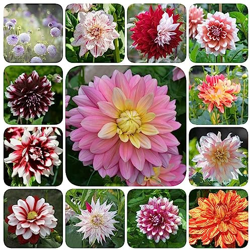 10 Pcs dahlien knollen kaufen winterhart, winterharte kübelpflanzen, blumen geschenk dahlien zwiebeln winterhart mehrjährig, frühlingsblüher zwiebeln, gartenpflanzen blumen deko, seltene