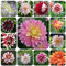 10 Pcs dahlien knollen kaufen winterhart, winterharte kübelpflanzen, blumen geschenk dahlien zwiebeln winterhart mehrjährig, frühlingsblüher zwiebeln, gartenpflanzen blumen deko, seltene