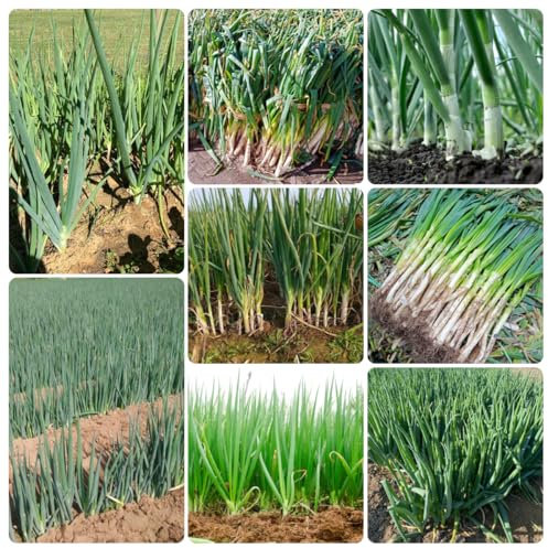900 pz Semi di porro resistenti semi di piante vegetali esotiche (Allium porrum) Semi di ortaggi semi biologici varietà antiche Pianta verdure fresche sul balcone pianta da giardino