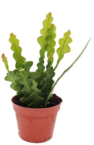 Exotenherz - Epiphyllum anguliger - Krokodilschwanz-Kaktus, 9cm