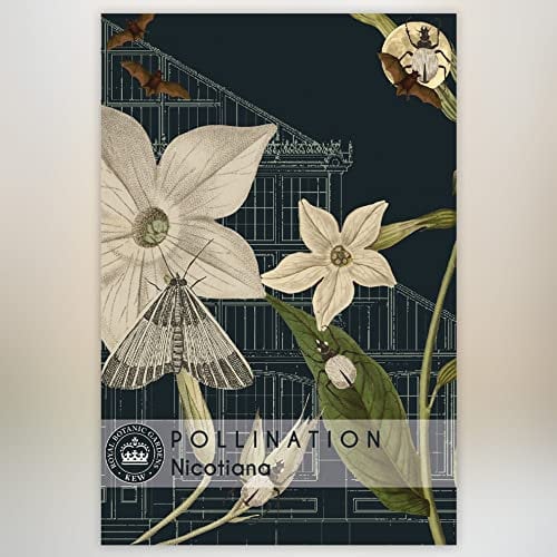 Nicotiana alata Kew Pollination Collection Tobacco Plant Half-Hardy Annual Garden Flower Plant Easy to Grow Your Own 1x Seed Packet (Approx. 2,000 Seeds) by Thompson and Morgan