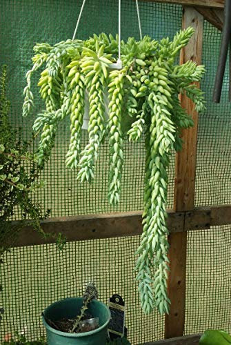 Germination seeds: Fünf 3 + Burros Schwanz Steckling. Sedum Morganianum. Zum Zeitpunkt der Genommen Bestellung: Only Seeds