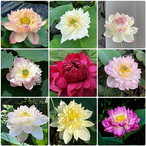 50 pcs lotus samen winterhart, Nelumbo nucifera, winterharte pflanzen für balkon Lotusblume nachhaltige geschenke für frauen wasserpflanzen teich winterhart aquarium deko, wasserpflanzen