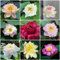 50 pcs lotus samen winterhart, Nelumbo nucifera, winterharte pflanzen für balkon Lotusblume nachhaltige geschenke für frauen wasserpflanzen teich winterhart aquarium deko, wasserpflanzen