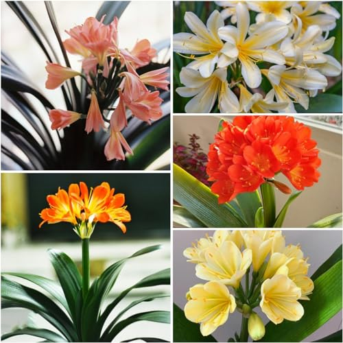 50 pcs Clivia zimmerpflanze samen - nachhaltige geschenke für frauen Clivia miniata, heilkräuter samen pflanzenkübel zimmerpflanze saatgut alte sorten spezielle kräuter samen hochbeet