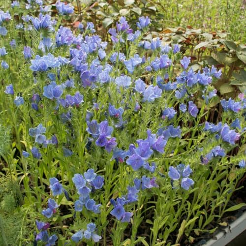 80 Pcs Natternkopf Pflanze Samen - Echium Vulgare - Samen Kräuter, Steingartenpflanzen Winterhart Gartenblumen Natternkopfsamen, Kräutergarten Küche Gartenpflanzen, Wildblumen Balkonblumen