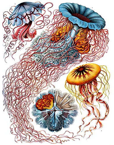 Wee Blue Coo 8th Plate Ernst Haeckel Kunstformen Der Natur Discomedusae Large Art Print Poster Wall Decor 18x24 inch