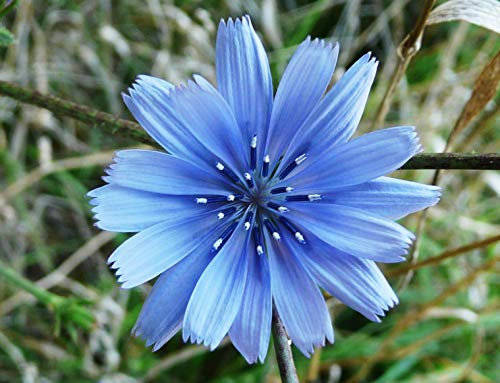 100 Semi di Indivia o Cicoria Comune (Cichorium Intybus)