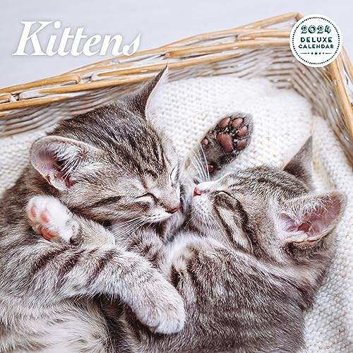 Kitten Deluxe Kalender 2024