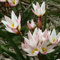 12 Pcs Tulpenzwiebeln Kaufen - Tulipa Gesneriana - Tulpen Zwiebeln, Blumen Geschenk, Deko Wohnzimmer Tulpenzwiebel, Blumenzwiebeln Tulpen, Blühwiese Mehrjährig, Geschenk Garten Garten