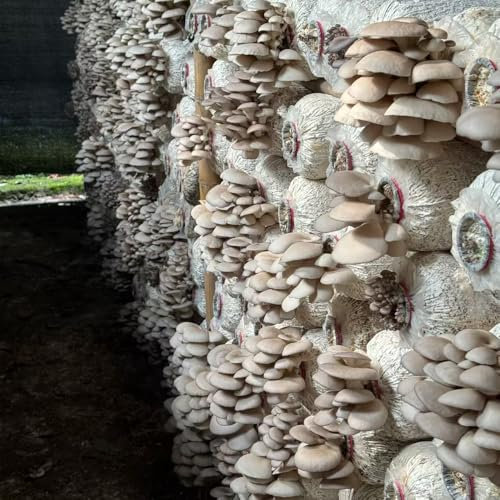 Semi di ostrica, semi di Pleurotus orto semi di piante d'appartamento, Vaso rialzato per piante da seme biologico piante vegetali al chiuso Semi biologici Fungo ostrica 200pcs