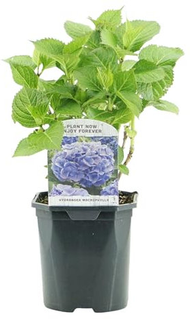 GreenboutiQ - Hortensie - Hydrangea macrophylla Blau - Blüte Blau - 1 Pflanze - Laubabwerfend - Wenig Pflege - Topf 17cm Höhe 30cm