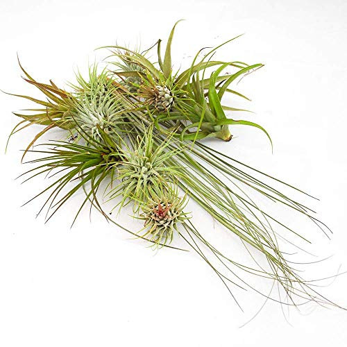POWERS TO FLOWERS - TILLANDSIA DELL'ARIA, Set 10 Pezzi, Tillandsie, Pianta da Interno, Pianta Vera