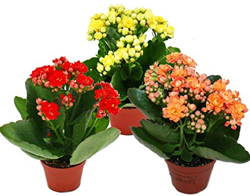 Exotenherz - Mini-Kalanchoe Rosalina - Set mit 3 versch. Pflanzen - Flammendes Käthchen - 5,5cm Topf