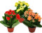 Exotenherz - Mini-Kalanchoe Rosalina - Set mit 3 versch. Pflanzen - Flammendes Käthchen - 5,5cm Topf