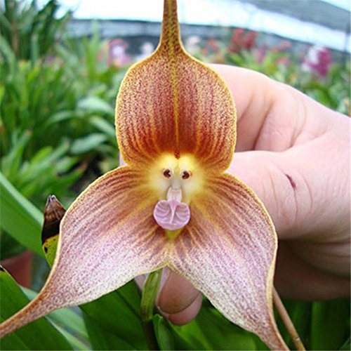 Ponak New Fresh 10pcs Brwon Monkey Orchidee Blumensamen