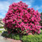 250 pcs rhododendron baum samen - zimmerbonsai bonsai,azalee winterhart,Rhododendron simsii, flower seeds balkon deko frühlingsblumen winterharte kübelpflanzen zimmerpflanze bienenwiese