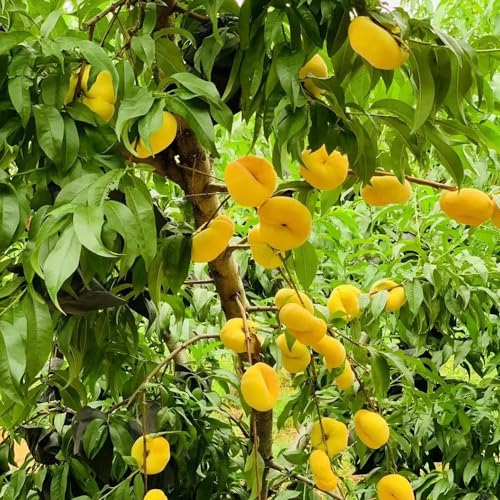 3 pcs peach samen gartenpflanzen winterhart mehrjährig pfirsichbaum winterhart samen obstbäume pflanzen samen gartenpflanzen obst samen samen anzucht schattenpflanzen winterhart topfpflanzen