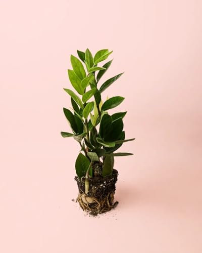 Zamioculca Zamiifolia | Plantas Naturales Interior | Pur Plant
