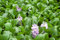 semi di giacinto d'acqua e semi in vaso, semi di fiori (colori misti) 50 semi/confezione
