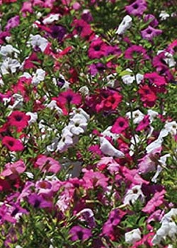 Petunia Laura Bush Misto 100 semi Colori Rose Violet fragrante reseed
