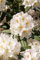 Rhododendron INKARHO ® 40-60 cm - Weiße Dufthecke, duftende weiße Blüten, Blütezeit Mai-Juni, ideal für Hecken, pflegeleicht und winterhart