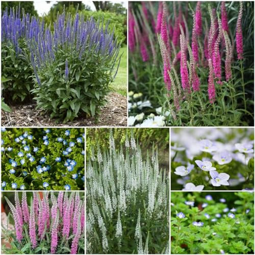 200 pcs veronica spicata pflanze samen - bienenfreundliche blumensamen Ehrenpreis - extrem winterharte kübelpflanzen garten pflanzen gärtnern exotische gartensamen bodendecker winterhart