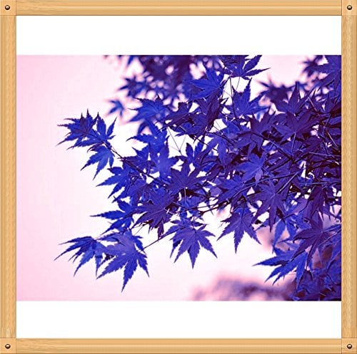 10PC Rare Aqua-Blau-Ahorn-Samen. Die Farbe der neuen Sorten von Pflanzen natürlich gewachsenes Bonsai-Baum natürlich entstandenes