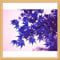 10PC Rare Aqua-Blau-Ahorn-Samen. Die Farbe der neuen Sorten von Pflanzen natürlich gewachsenes Bonsai-Baum natürlich entstandenes