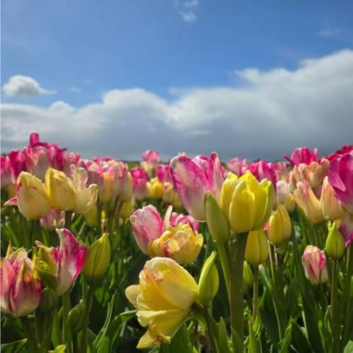 Tulpen zwiebeln,winterharte,tulpen,tulpenzwiebeln mehrjährig,tulpen zwiebeln kaufen,pfingstrosen tulpenzwiebeln,pflanzen in Top Qualität,tulpenzwiebeln winterhart mehrjährig bunt.-10zwiebeln-G