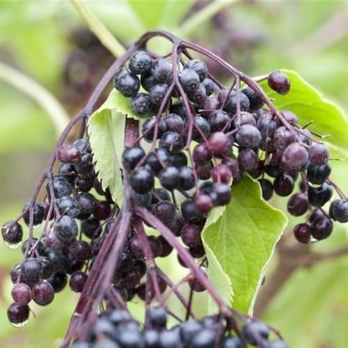 Schwarzer Holunder - Sambucus nigra 'Haschberg' 100cm im Topf gewachsen