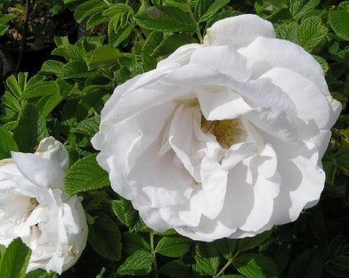 Tree Seeds Online - Rosa Rugosa Alba 25 Seeds. White Rose - 2 Packs