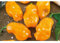 Pianta vera di Peperoncino piccante Habanero arancione - Diametro Vaso Ø 14 cm