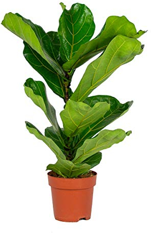 Bloomique - Ficus Lyrata - Geigenfeige - Zimmerpflanzen Groß - Pflegeleicht - Luftreinigend - Höhe 60-70 cm - Topf 17 cm