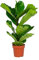 Bloomique - Ficus Lyrata - Figuier lyre - Plante d’intérieur - Dépolluante - Facile d’entretien - 50-60 cm de haut - Pot 17 cm