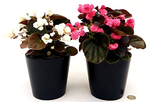 POWERS TO FLOWERS - BEGONIA DOUBLET ROSA e BIANCA, 2 PIANTE, VASO 13 CM DIAMETRO, piante vere