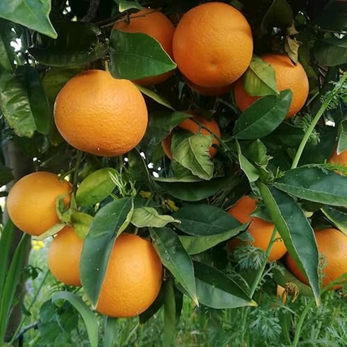 Pianta di Arancio Valencia in vaso o fitocella